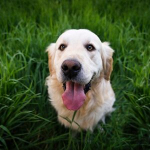 PRODOTTI NON TESTATI SU ANIMALI
